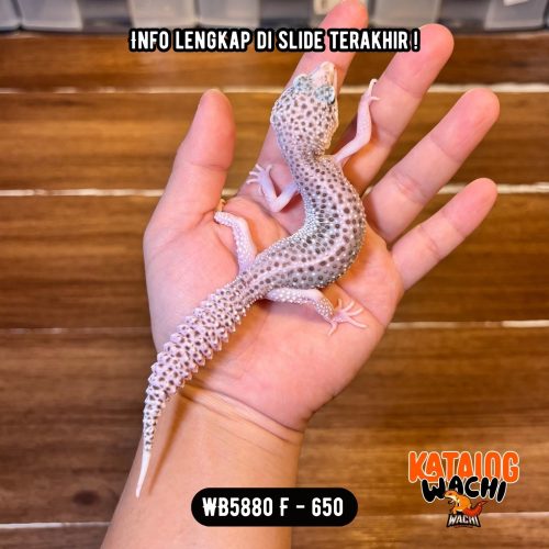 WB5880 F | Si Paling Senyum 🥹 Mata Full Hitam ⚫️👅⚫️