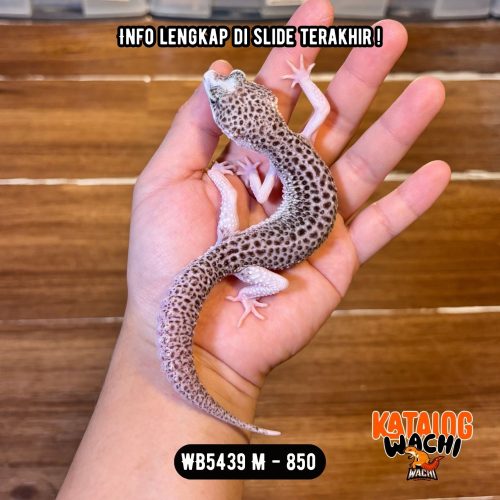 WB5439 M | Si Paling Senyum 🥹 Mata Full Hitam ⚫️👅⚫️