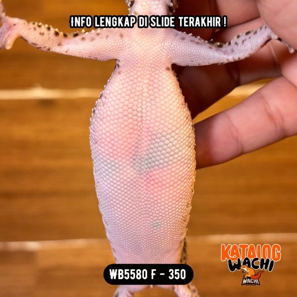 WB5580 F | Ireng Montok 🤯 Ovulasi, Siap Kawin 👌🏻