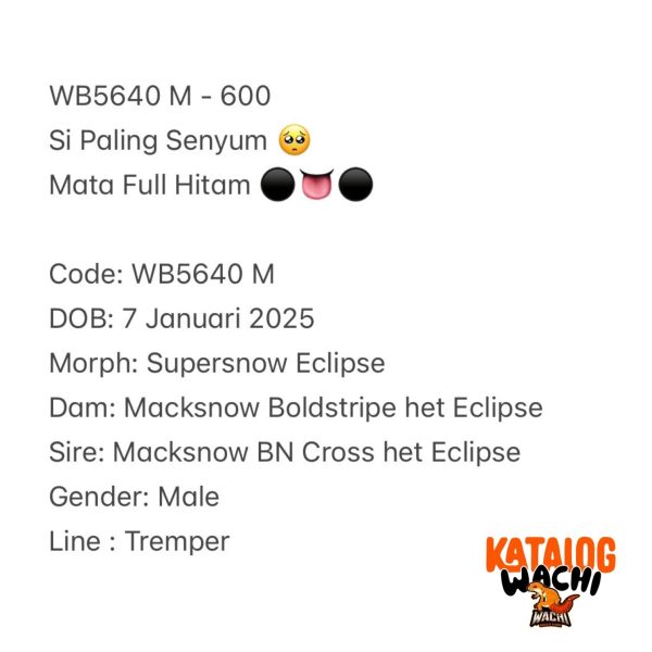 WB5640 M | Si Paling Senyum 🥺 Mata Full Hitam ⚫️👅⚫️