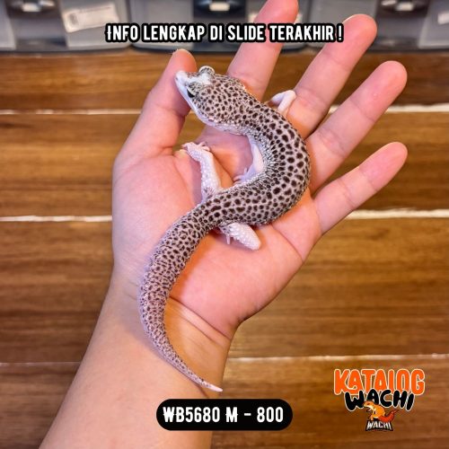 WB5680 M | Si Paling Senyum 🥹 Mata Full Hitam ⚫️👅⚫️