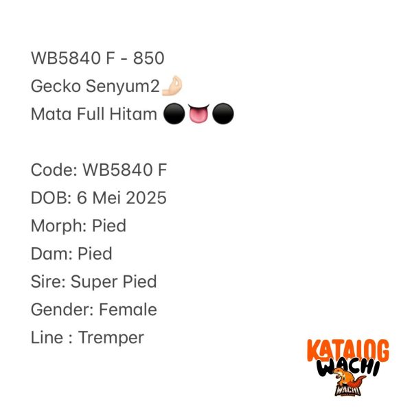 WB5840 F | Gecko Senyum2🤌🏻 Mata Full Hitam ⚫️👅⚫️