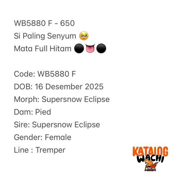 WB5880 F | Si Paling Senyum 🥹 Mata Full Hitam ⚫️👅⚫️