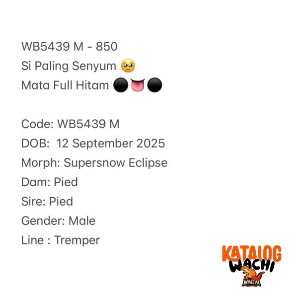 WB5439 M | Si Paling Senyum 🥹 Mata Full Hitam ⚫️👅⚫️
