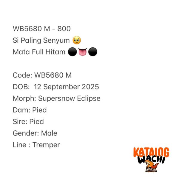 WB5680 M | Si Paling Senyum 🥹 Mata Full Hitam ⚫️👅⚫️