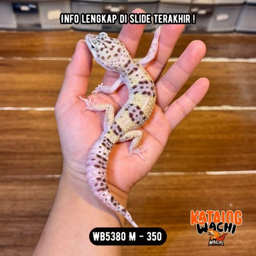 WB5380 M | Putih Banget ❄️🤍