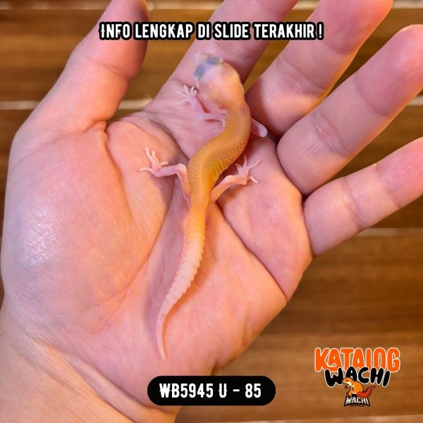 WB5945 U