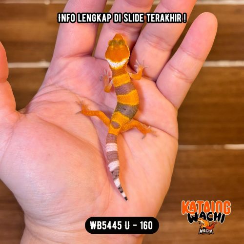WB5445 U | Baby Jeruk 🍊