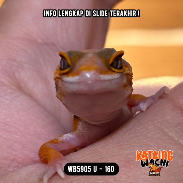 WB5905 U