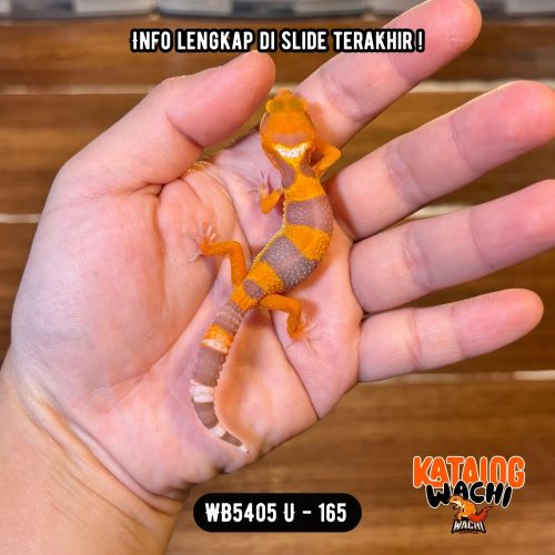 WB5405 U | Cakep Sejak Dini 🍊🔥