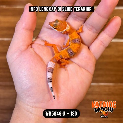 WB5846 U | Baby Jeruk Pedas 🍊🥵