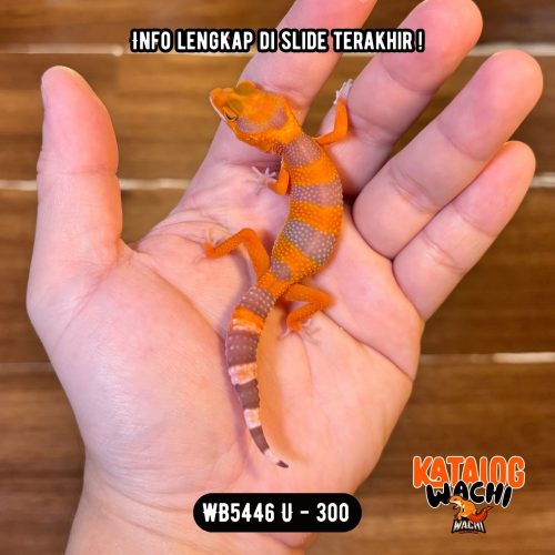 WB5446 U | PEDAS BANGET 🥵🔥