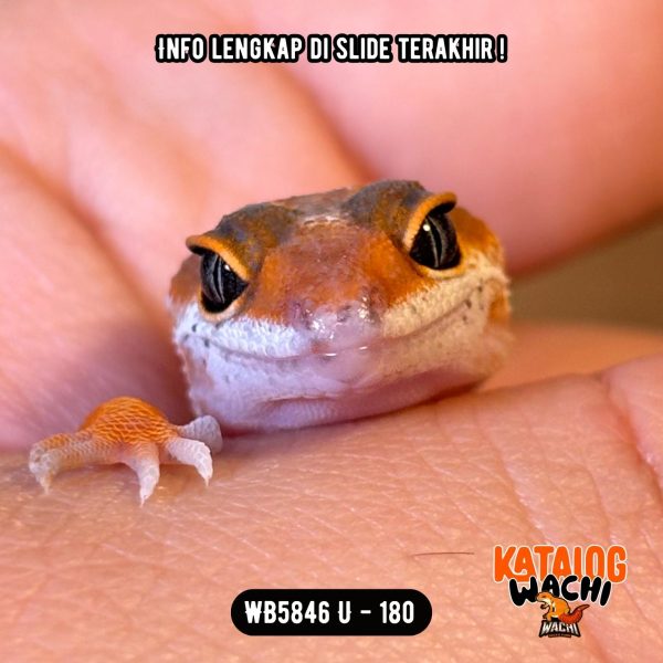 WB5846 U | Baby Jeruk Pedas 🍊🥵