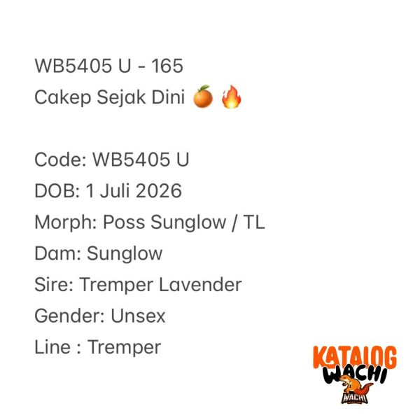 WB5405 U | Cakep Sejak Dini 🍊🔥