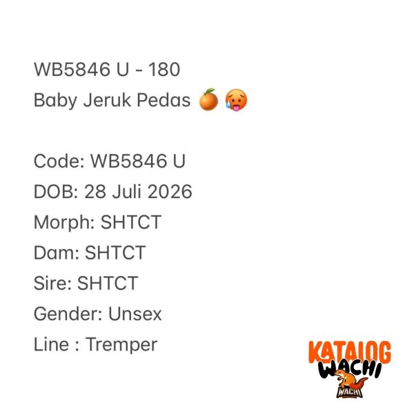 WB5846 U | Baby Jeruk Pedas 🍊🥵