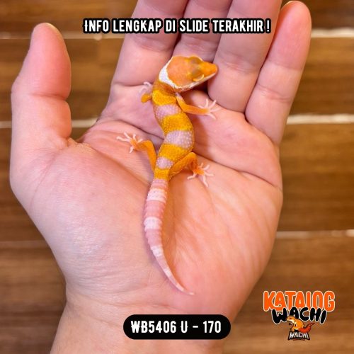 WB5406 U | Menyala Sejak Dini 😍🔥