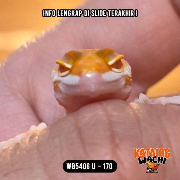 WB5406 U | Menyala Sejak Dini 😍🔥