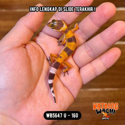 WB5647 U | Baby Jeruk 🍊