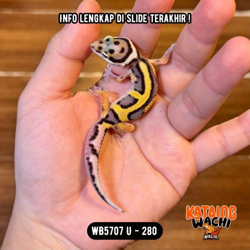 WB5707 U | Pattern Ciamik 🖤💛