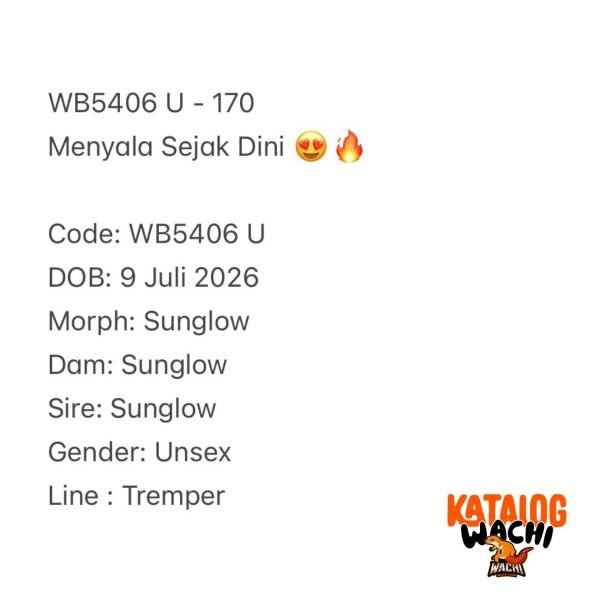 WB5406 U | Menyala Sejak Dini 😍🔥