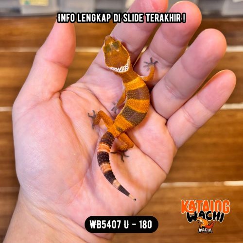 WB5407 U | Pedas Sejak Dini 🥵🔥