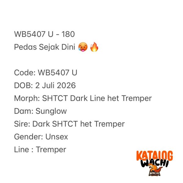 WB5407 U | Pedas Sejak Dini 🥵🔥