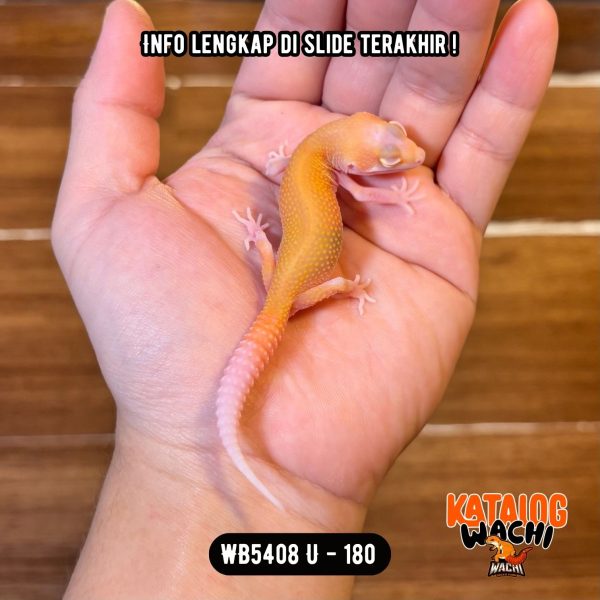 WB5408 U | Full Oyen Sejak Dini 🎃 Mata Merah Terang 🔴👅🔴