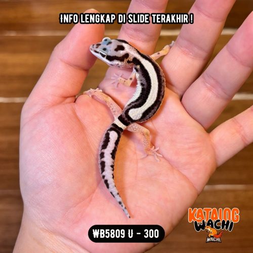 WB5809 U | Cakep Banget 🖤🤍