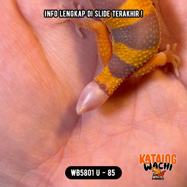 WB5801 U