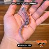 WB5650 U | Baby Senyum2 🥹 Mata Full Hitam ⚫️👅⚫️
