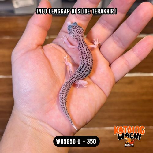 WB5650 U | Baby Senyum2 🥹 Mata Full Hitam ⚫️👅⚫️