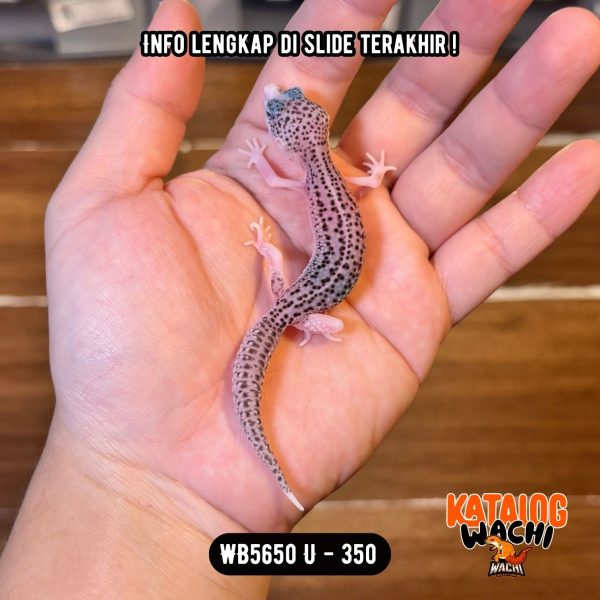 WB5650 U | Baby Senyum2 🥹 Mata Full Hitam ⚫️👅⚫️