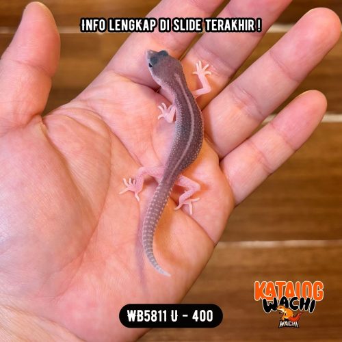WB5811 U | Baby Senyum2 🥹 Mata Full Hitam ⚫️👅⚫️