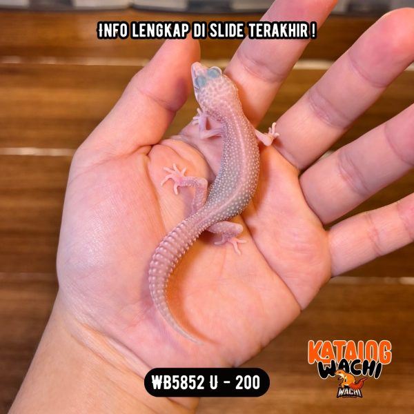 WB5852 U | Senyum2 Versi Albino 😍 Mata Full Merah 🔴👅🔴