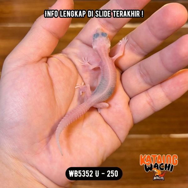 WB5352 U | Baby Full Pink 🌸 Mata Full Merah 🔴👅🔴