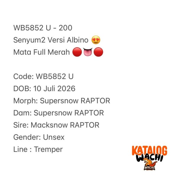 WB5852 U | Senyum2 Versi Albino 😍 Mata Full Merah 🔴👅🔴
