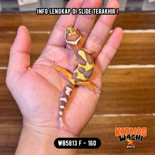 WB5813 F | Gendut Sejak Dini 🤗