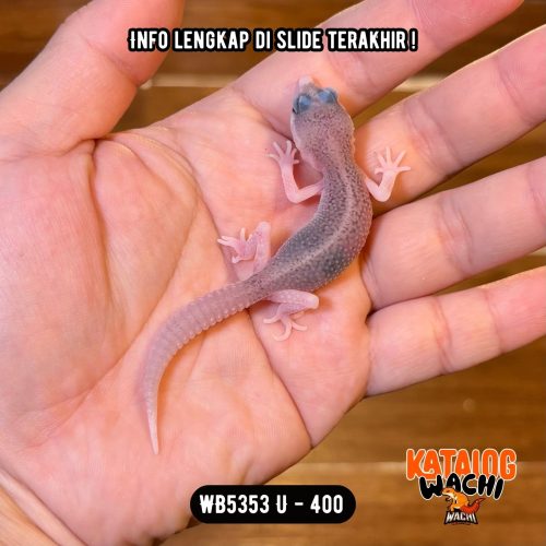 WB5353 U | Baby Senyum2 🥹 Mata Full Hitam ⚫️👅⚫️
