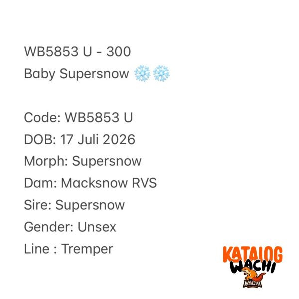 WB5853 U | Baby Supersnow ❄️❄️