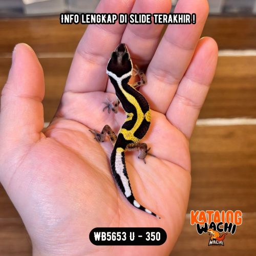 WB5653 U | Baby Jalan Berkelok 🖤💛