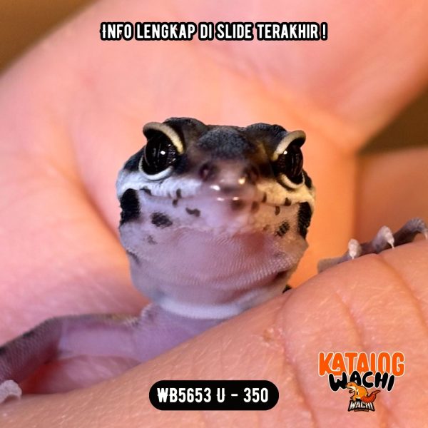 WB5653 U | Baby Jalan Berkelok 🖤💛