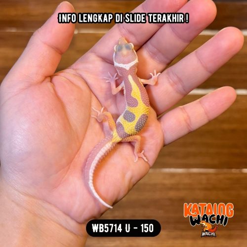 WB5714 U | Patternnya Lucuk 🤗