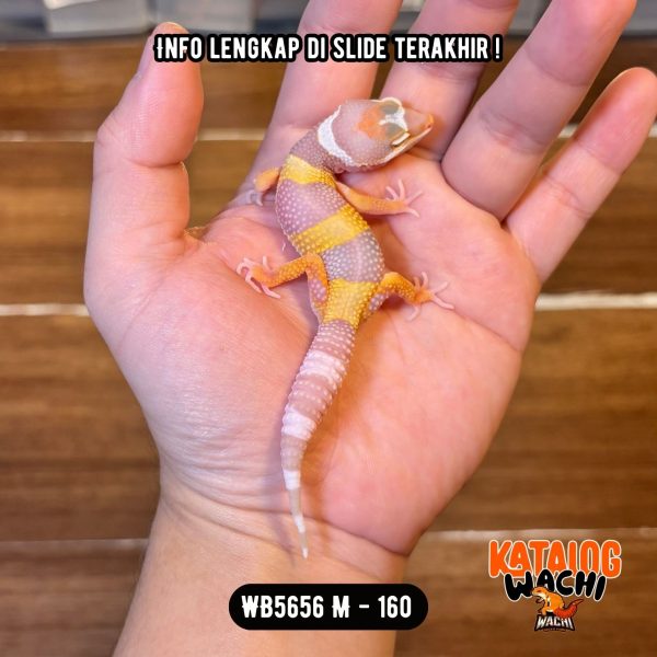 WB5656 M | Warna Pastel 💛🤍