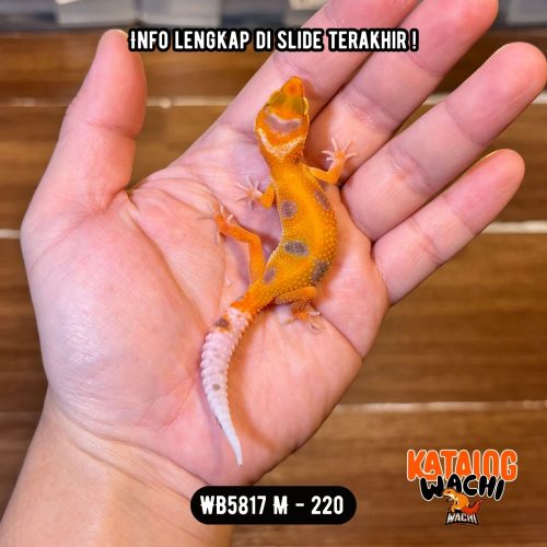 WB5817 M | Warna Ciamik 🔥