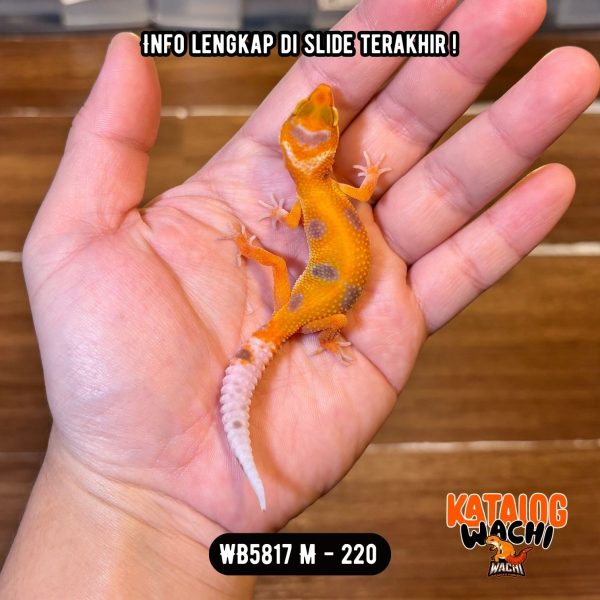 WB5817 M | Warna Ciamik 🔥