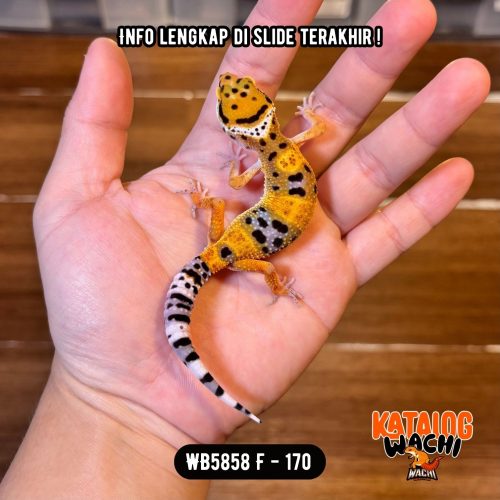 WB5858 F