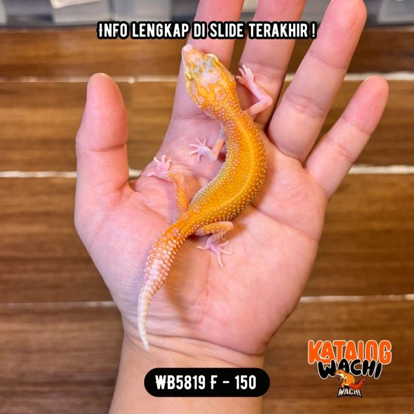 WB5819 F | Mata Full Merah 🔴👅🔴