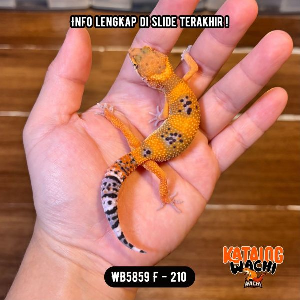 WB5859 F