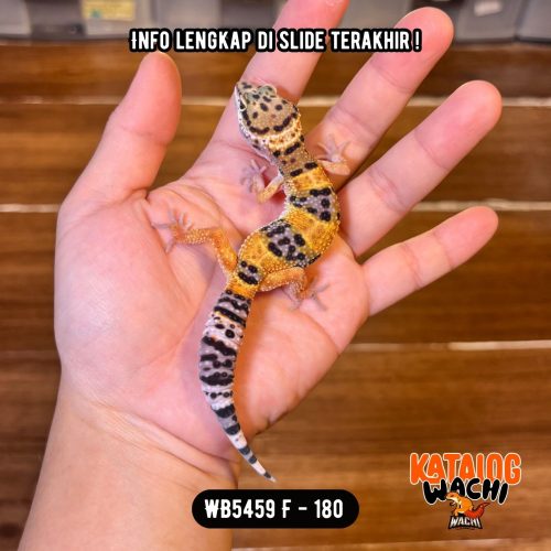 WB5459 F