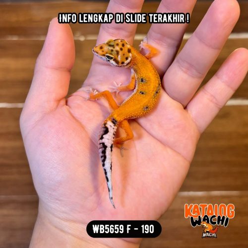 WB5659 F | Cakep Cuy ☄️